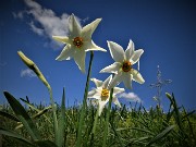 LINZONE (1392 m) da Roncola, protagonisti narcisi e capre orobiche (17magg21)